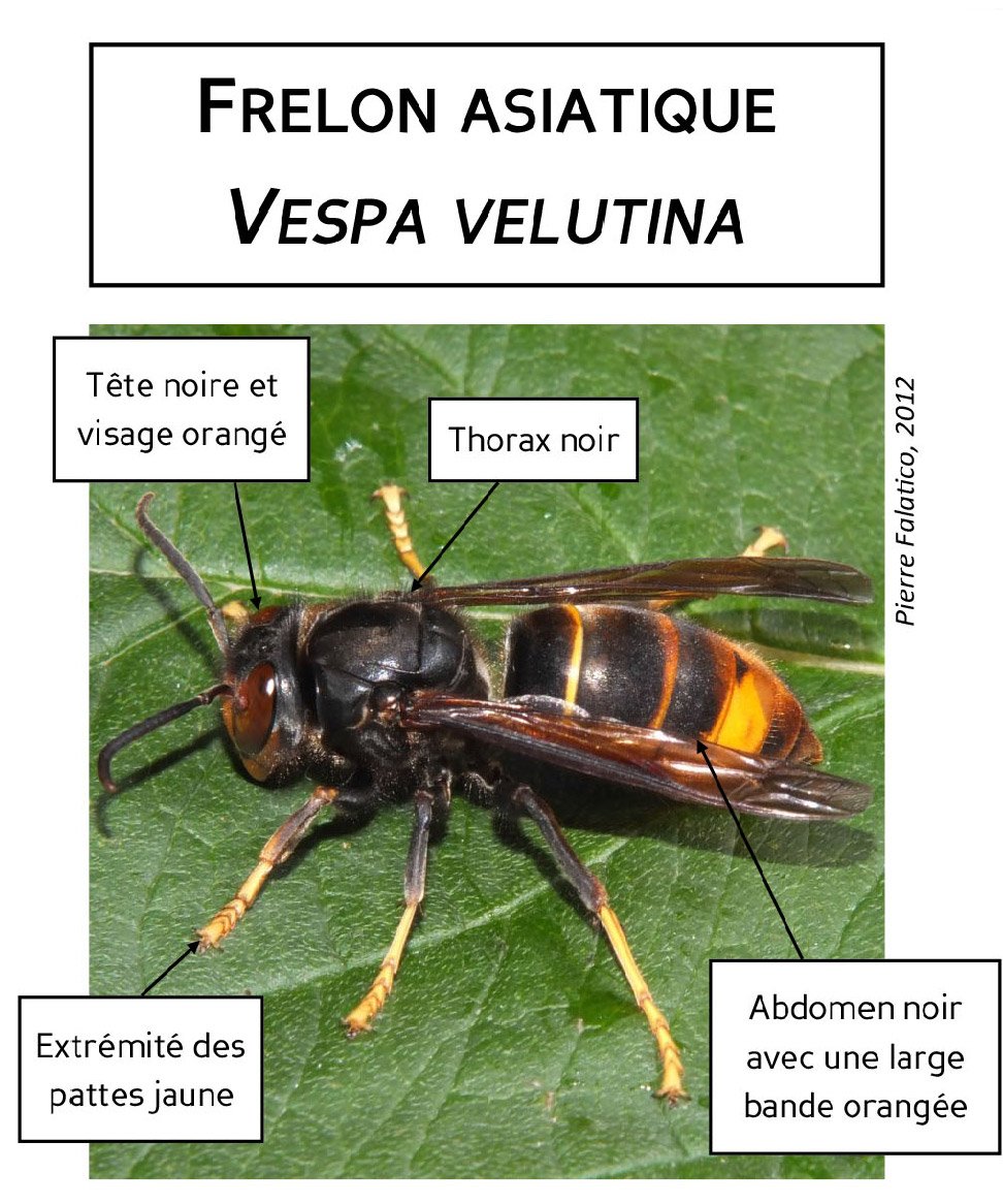 frelon asiatique